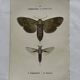 Gravure naturaliste  Papillon 19eme affiche botanique originale 1800