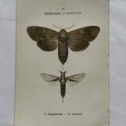 Naturalist engraving Butterfly 19th-century original botanical poster 1800