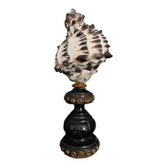 Cabinet of Curiosities muricanthus nigritus shell on base