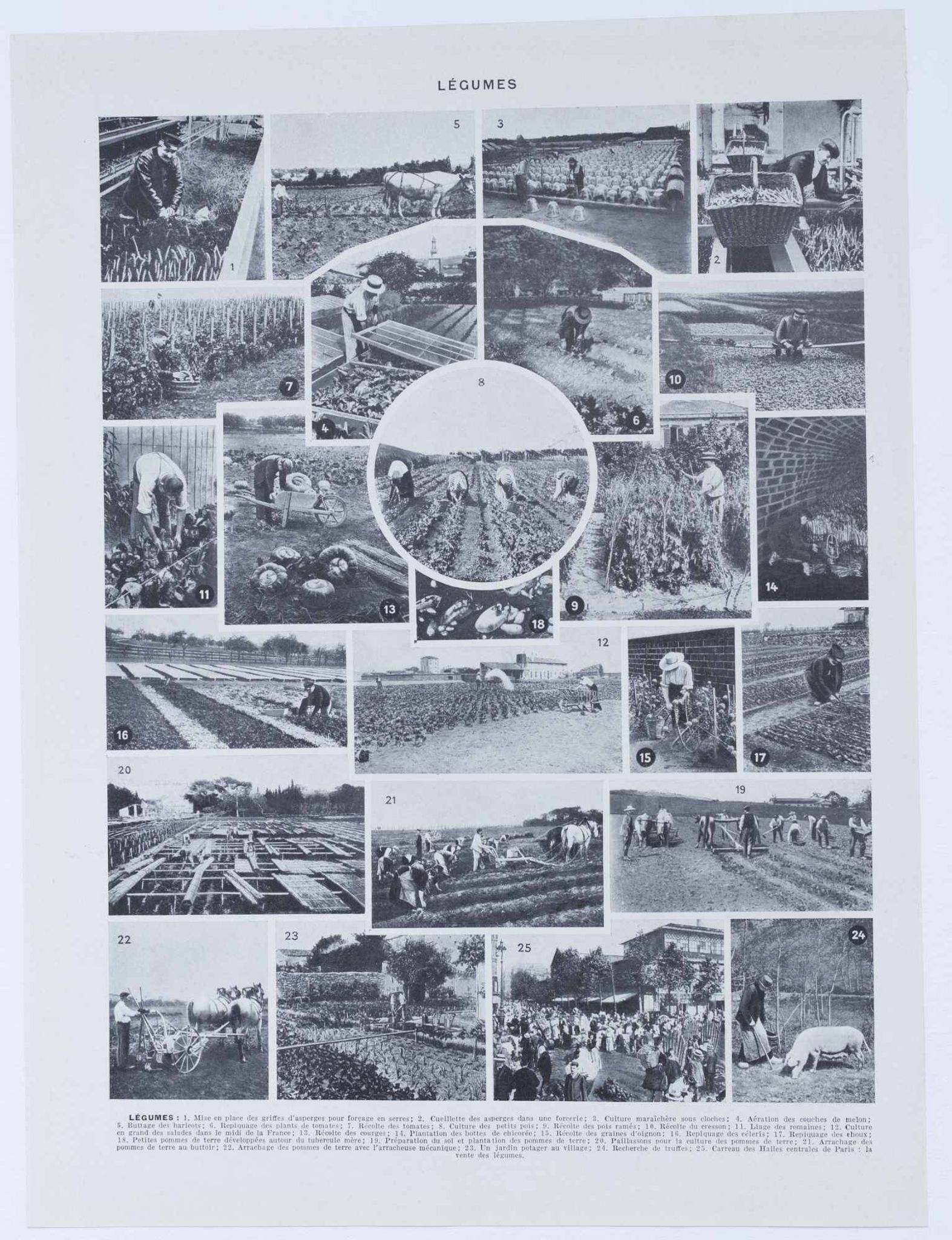 Botanical treasure of the 1930s: illustrated plate of forgotten vegetables.