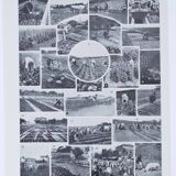 Botanical treasure of the 1930s: illustrated plate of forgotten vegetables.