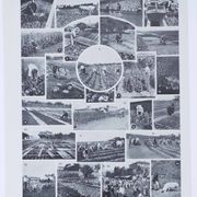 Botanical treasure of the 1930s: illustrated plate of forgotten vegetables.