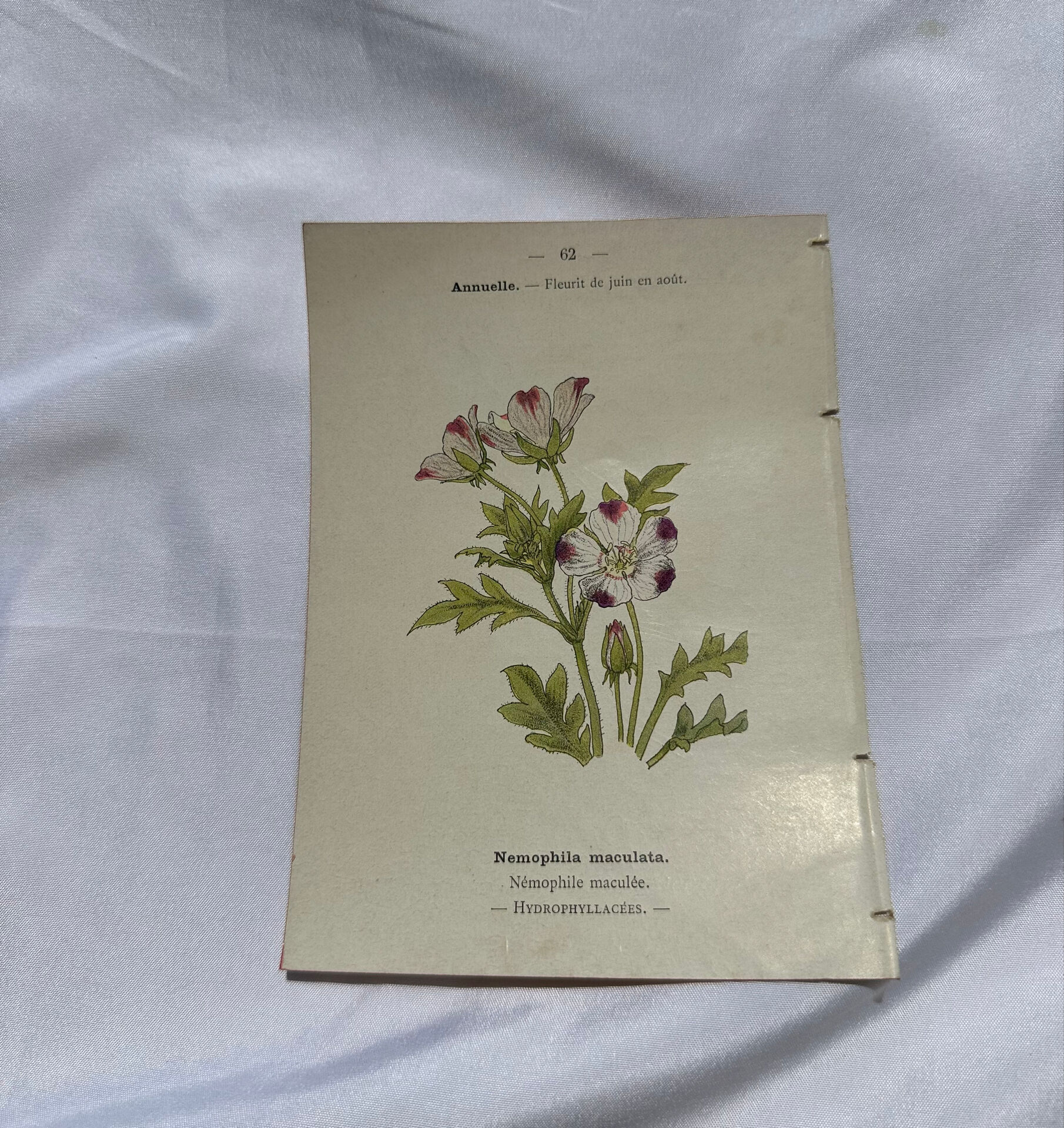 Gravure florale planche botanique vintage double face
