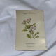 Gravure florale planche botanique vintage double face