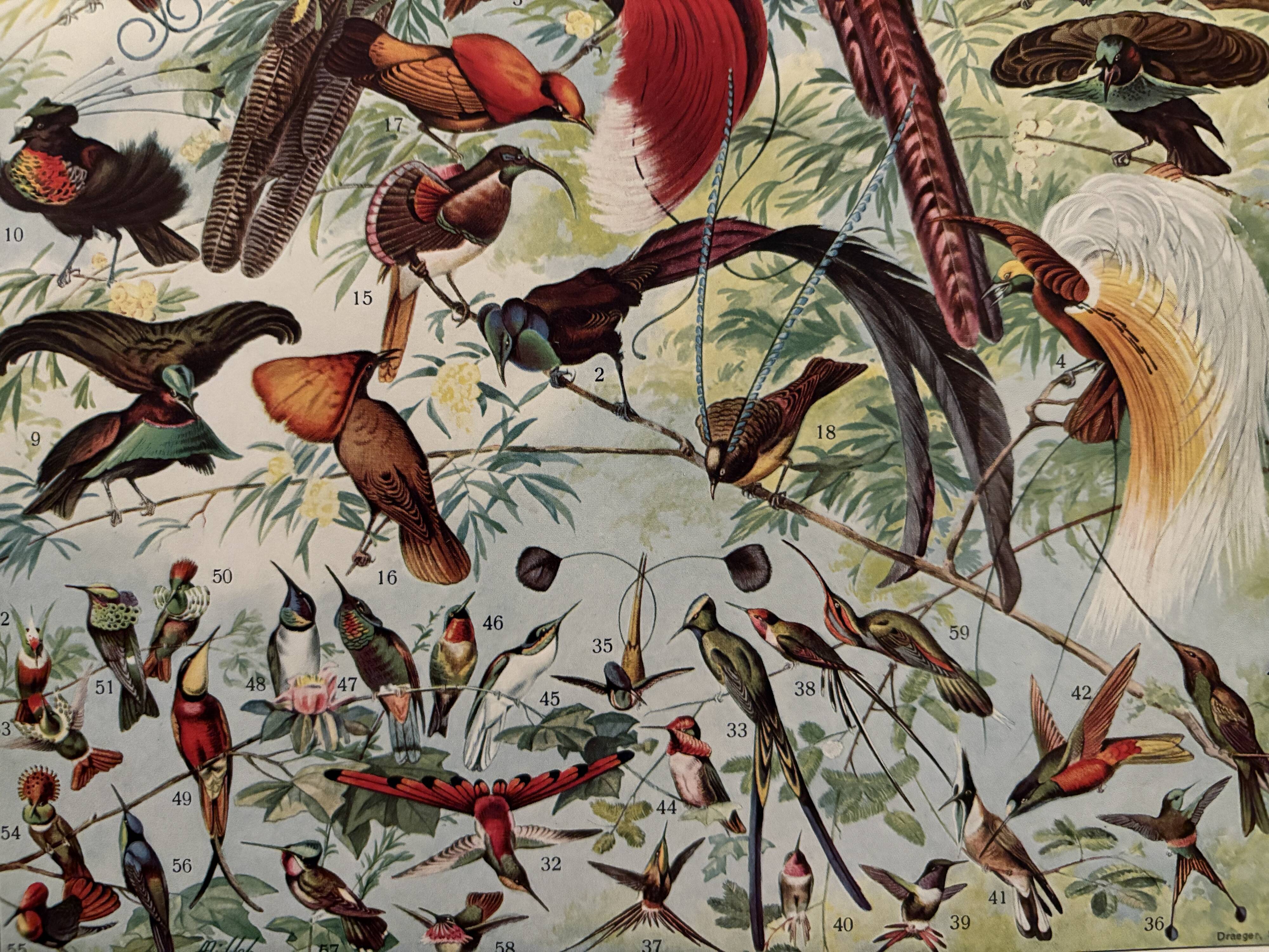 Planche illustrée vintage sur les oiseaux de paradis - 1930