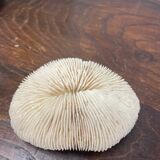 White coral