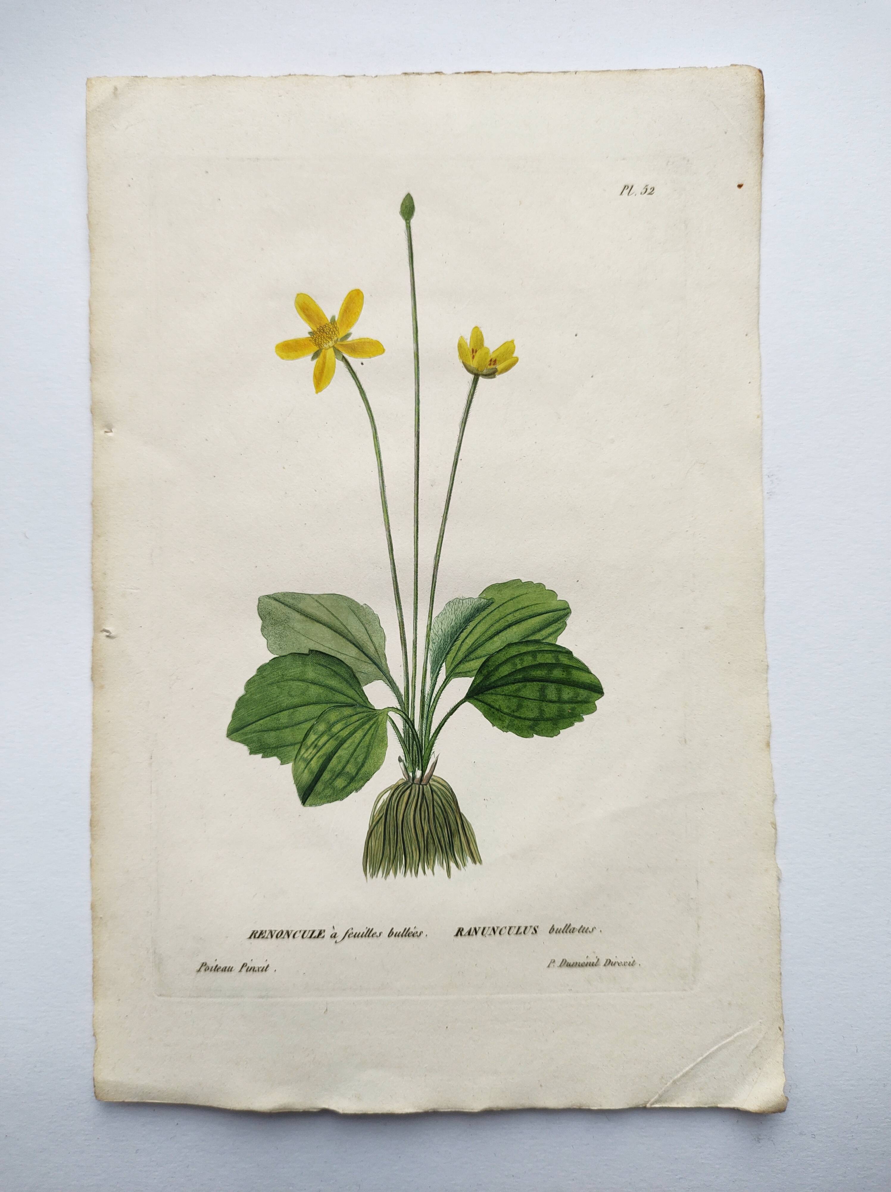 Old botanical engraving from 1829 - Buttercup with bubble leaves - flower by PA Poiteau
