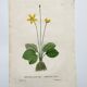 Old botanical engraving from 1829 - Buttercup with bubble leaves - flower by PA Poiteau