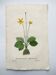 Old botanical engraving from 1829 - Buttercup with bubble leaves - flower by PA Poiteau