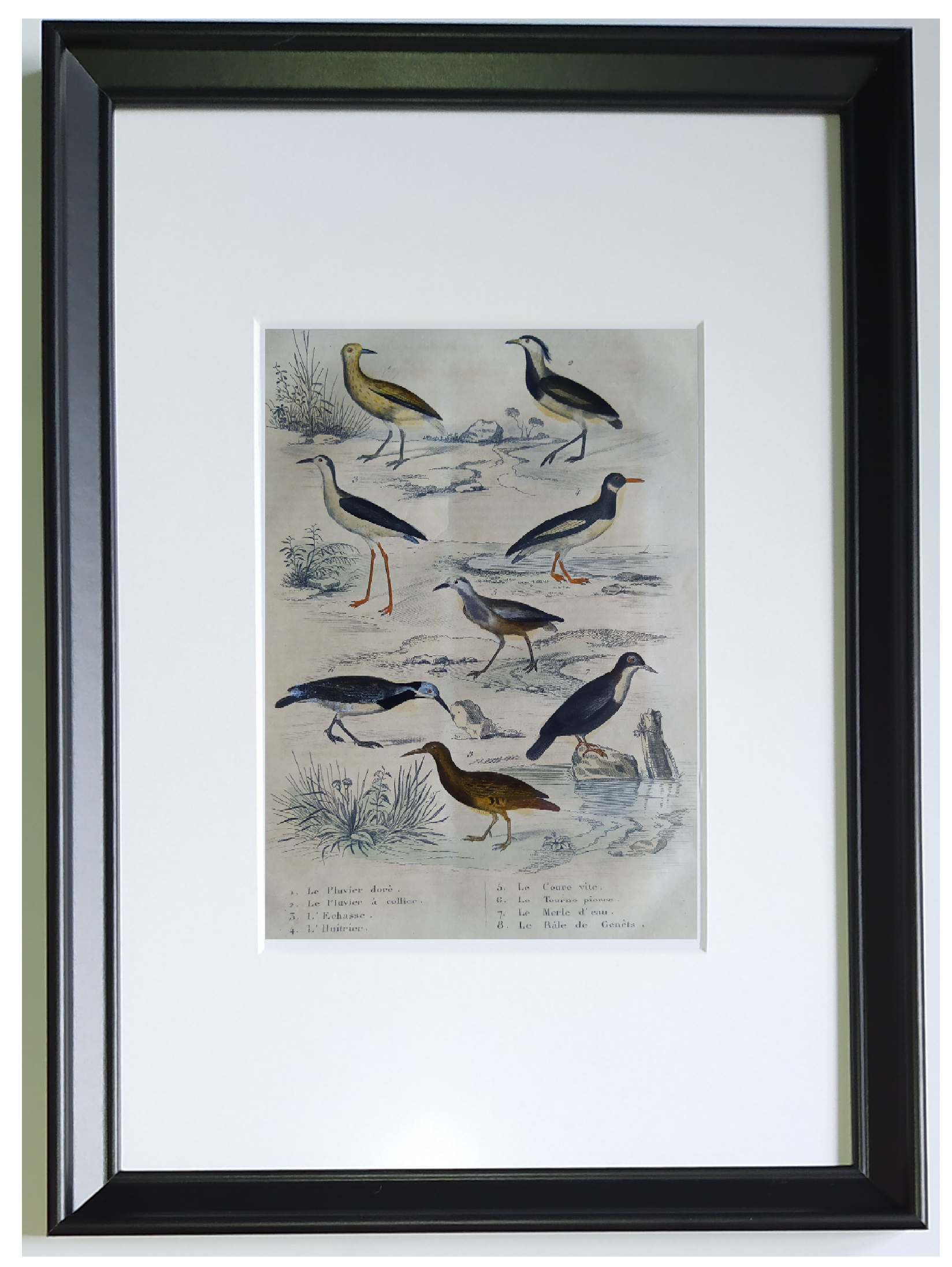 Original ornithological plate " Golden plover & with collar - Echasse - &c... " Buffon (1837)