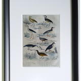 Original ornithological plate " Golden plover & with collar - Echasse - &c... " Buffon (1837)
