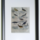 Planche ornithologique originale " Pluvier doré & à collier - Echasse - &c... " Buffon 1837