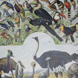 Lithograph • Birds 2, species, raptors • Original lithograph of 1898