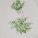 Set of 6 plates hutschenreuther germany dresden 1966