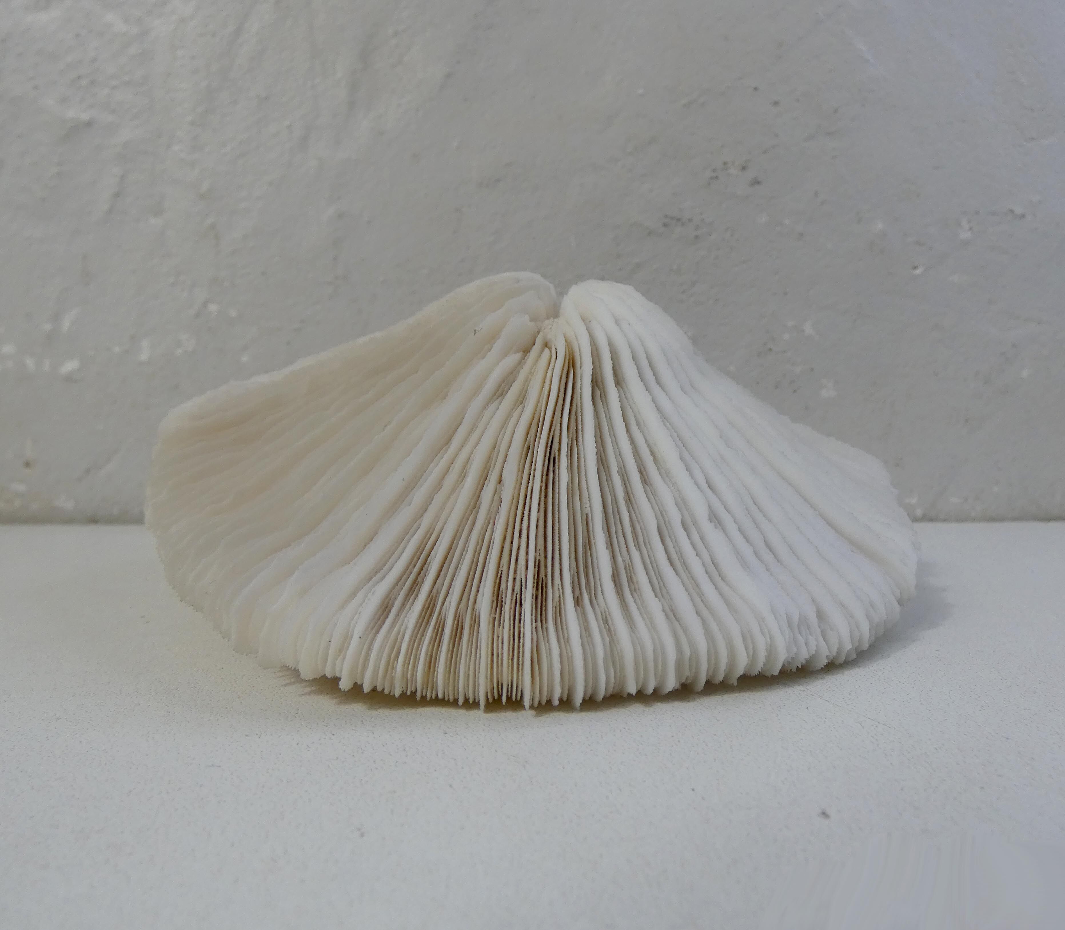 Corail blanc 314g