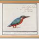 Small poster on the Kingfisher, after an old engraving from 1610.