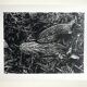 Rosine nusimovici, frost, 1980. black and white silver print signed on the back