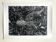 Rosine nusimovici, frost, 1980. black and white silver print signed on the back