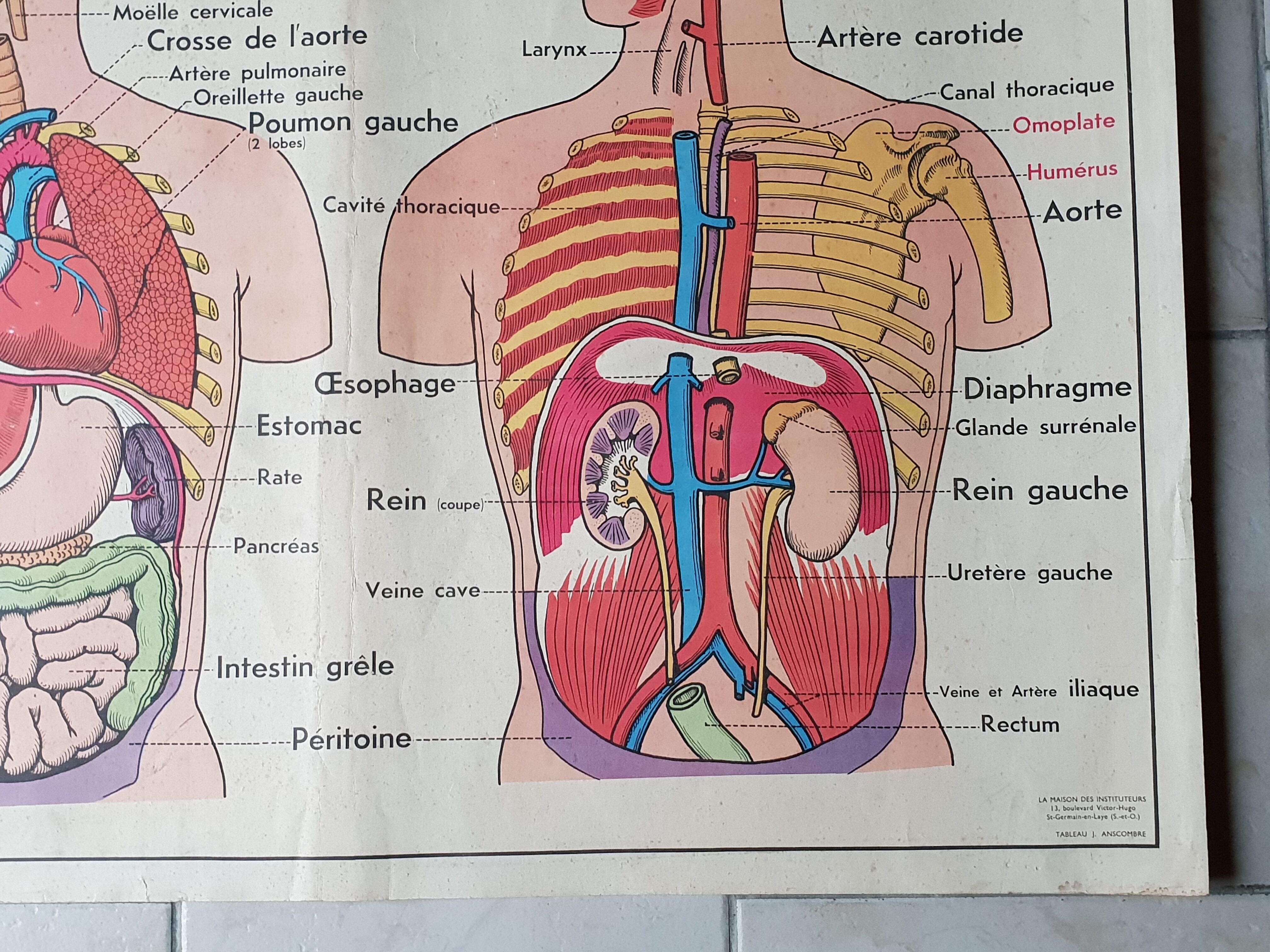 Poster school -  our muscles and human body