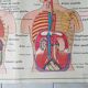 Poster school -  our muscles and human body