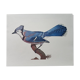 Zoological poster depicting a blue jay