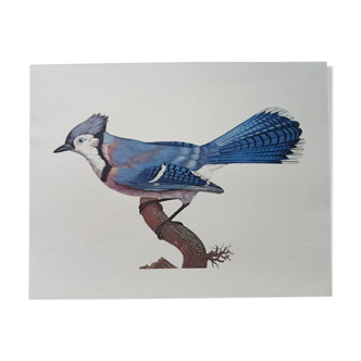Affiche zoologique représentant un geai bleu