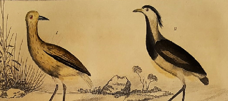 Original ornithological plate " Golden plover & with collar - Echasse - &c... " Buffon (1837)