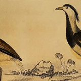 Original ornithological plate " Golden plover & with collar - Echasse - &c... " Buffon (1837)