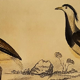 Planche ornithologique originale " Pluvier doré & à collier - Echasse - &c... " Buffon 1837