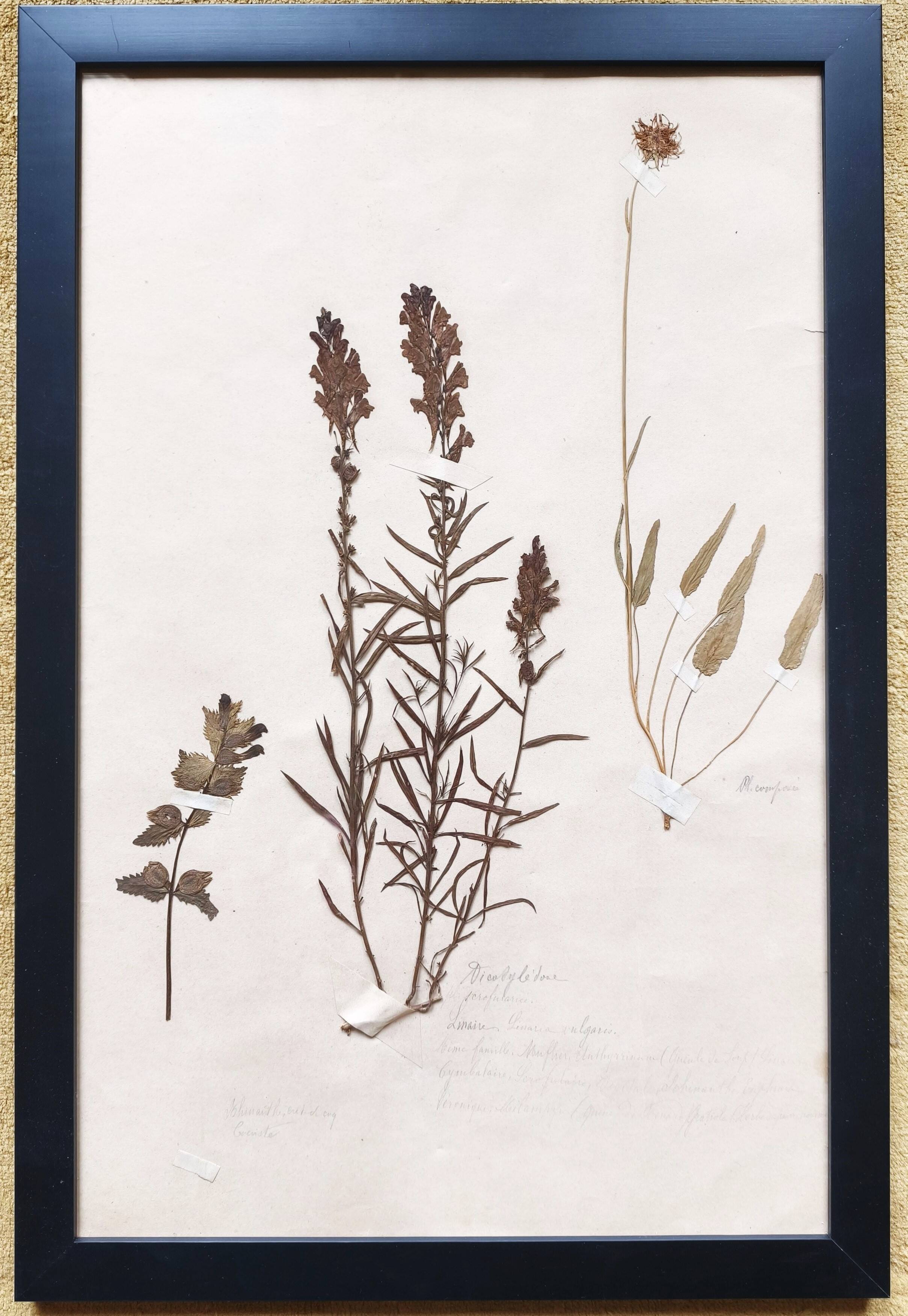 Herbiers anciens encadrés, lot de 4