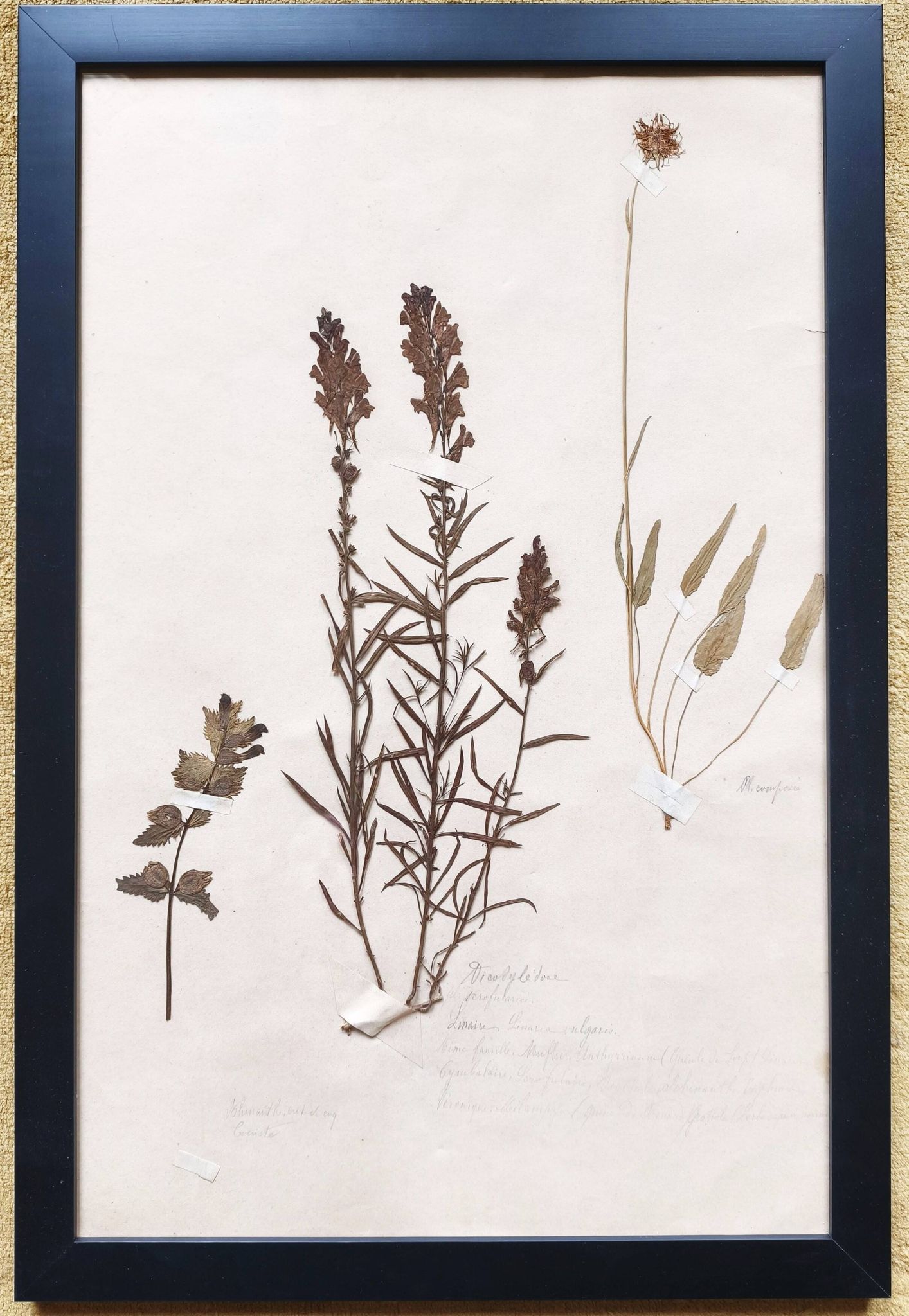 Herbiers anciens encadrés, lot de 4