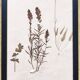 Herbiers anciens encadrés, lot de 4