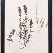 Herbiers anciens encadrés, lot de 4