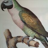 Planche ornithologique