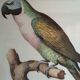 Ornithological board
