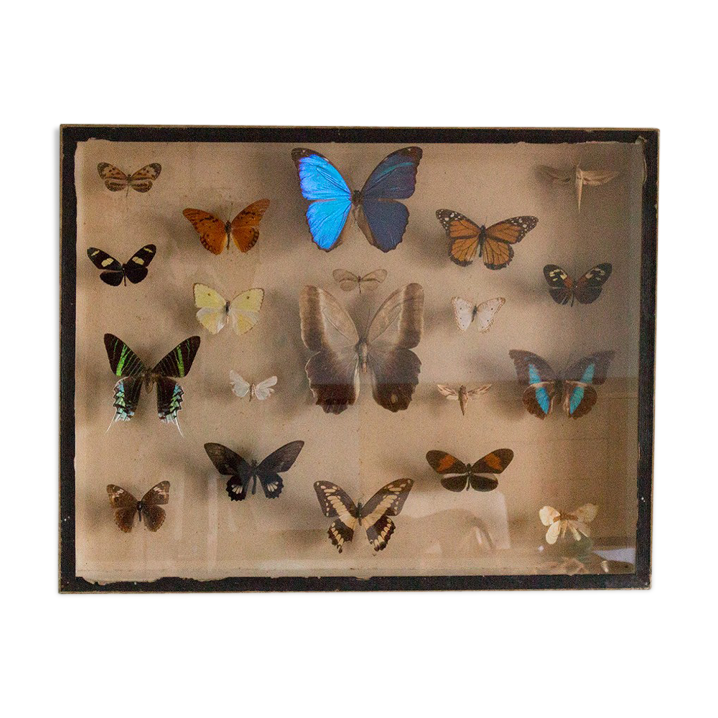 Framed butterflies