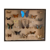 Framed butterflies