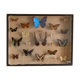Papillons encadrés