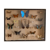 Papillons encadrés