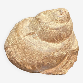 Ampullina Fossil