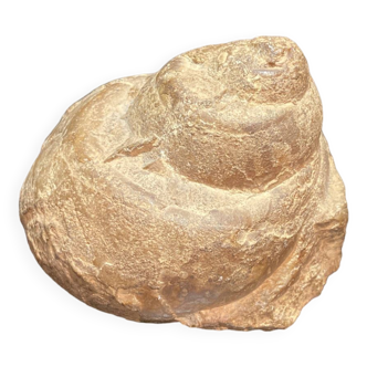 Ampullina Fossil