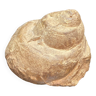 Fossile Ampullina