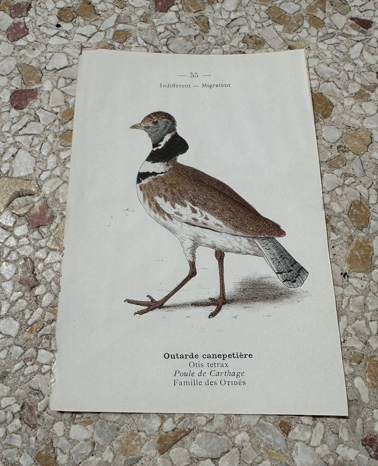 Old botanical engraving naturalist plate 1903 birds