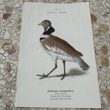 Gravure botanique ancienne planche naturaliste 1903 oiseaux