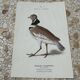 Gravure botanique ancienne planche naturaliste 1903 oiseaux