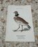 Gravure botanique ancienne planche naturaliste 1903 oiseaux
