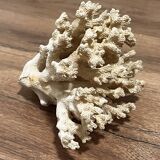 Corail ancien