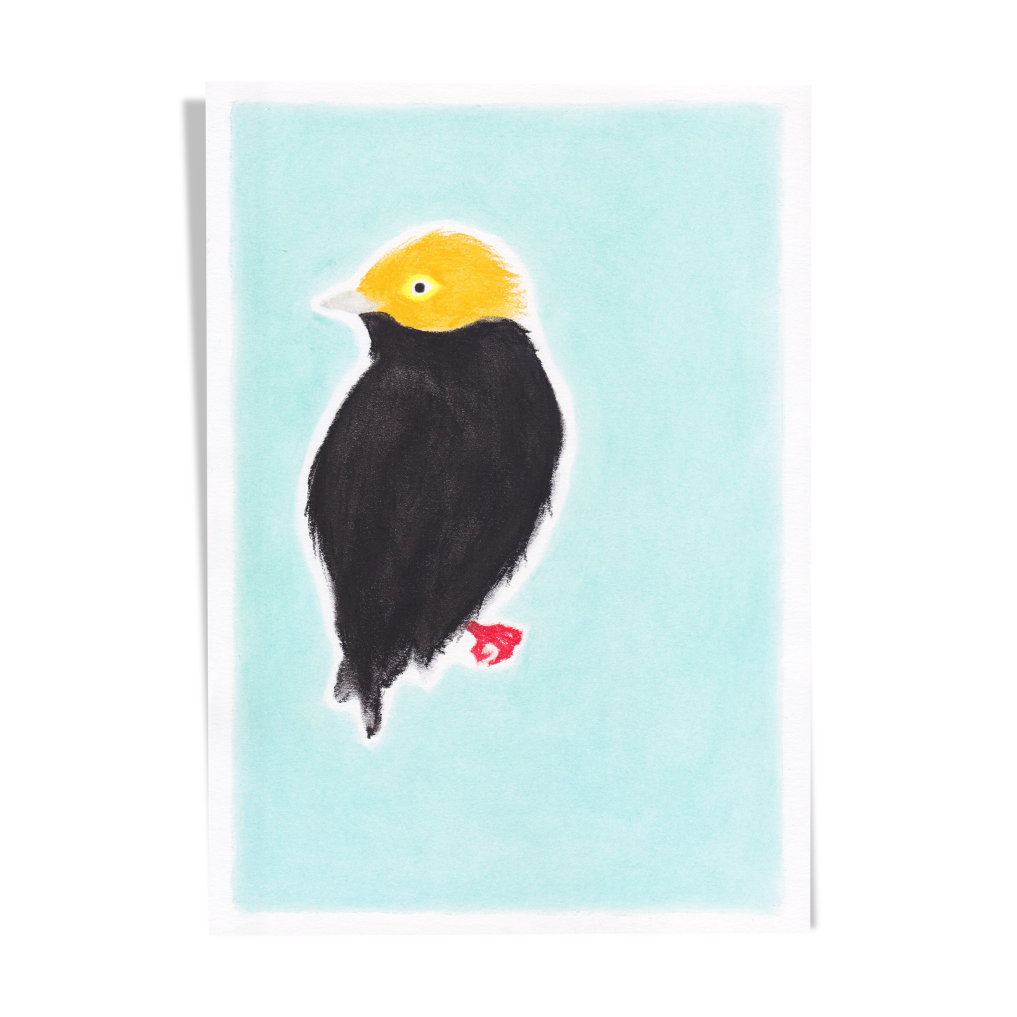 Oiseau "golden cap" dessin original