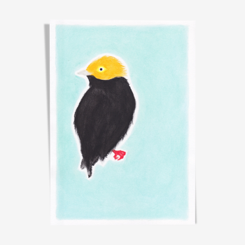 Oiseau "golden cap" dessin original