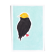 Oiseau "golden cap" dessin original
